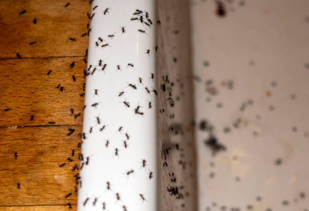 Best Commercial Pest Control Services  in Lynn, MA